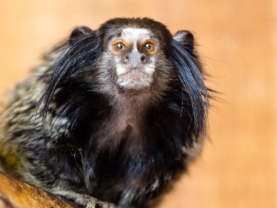Zwartoorpenseelaap - De Zonnegloed - Dierenpark - Dieren opvangcentrum - Sanctuary